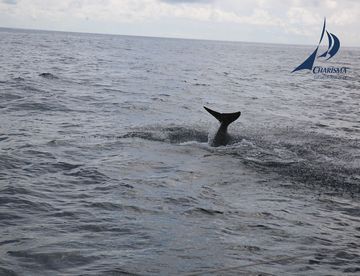 Grintwale tauchen ab