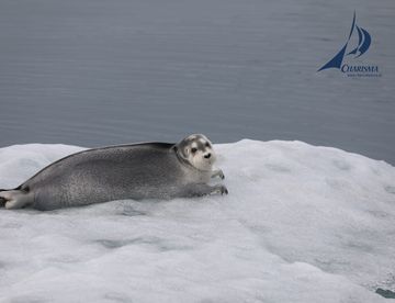 Bartrobbe auf Eisscholle
