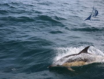 Delphine begleiten die Charisma Delphine