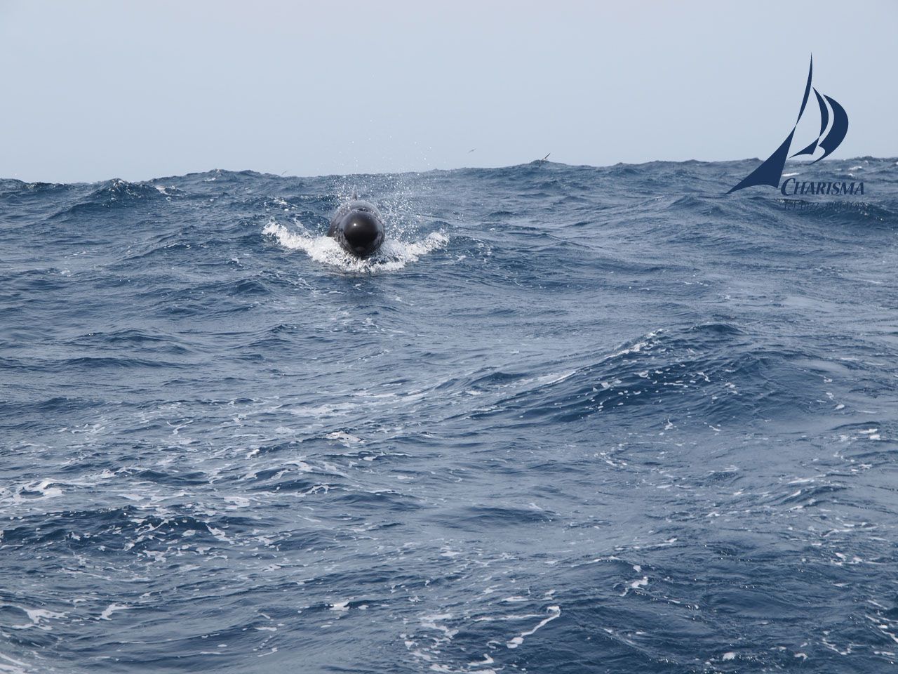 Wal im Kielwasser der Charisma