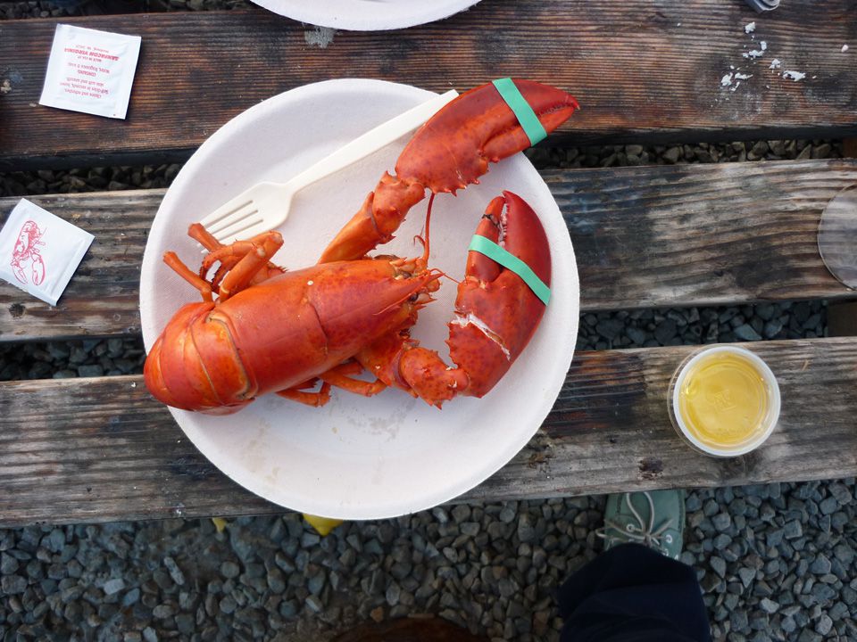 Frischer Lobster